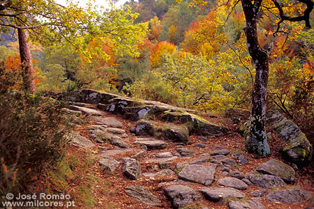 11247 - Ruínas geira romana via caminho pedras floresta Mata Albergaria folhagem multicolor Outono Parque-Nacional-da-Peneda-Gerês