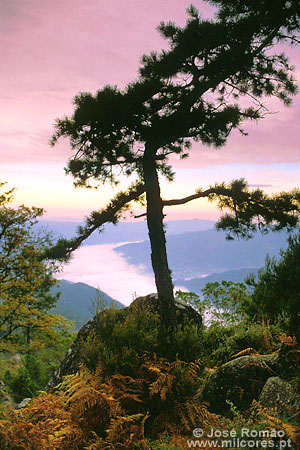 06441A silhueta pinheiro amanhecer vista panorâmica lagoa barragem Pedra-Bela Parque-Nacional-da-Peneda-Gerês