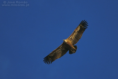 JR05817 grifo Gips fulvus abutre voo asas-abertas céu azul (Parque Natural do Tejo Internacional)