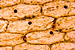 JR00386 células da epiderme interna das escamas do bolbo da cebola Allium cepa, núcleos e condrioma (mitocôndrias), coloração pelo líquido de Lenoir