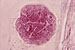 JR00394 núcleo com trabéculas em células da epiderme interna das escamas do bolbo da cebola Allium cepa, coloração por carmim acético