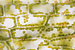 JR00399 cloroplastos em células das folhas de Elodea canadensis