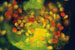 JR00428 espermatozóides de Homo sapiens, coloração pela laranja-de-acridina e epifluorescência de excitação-azul, 500x
