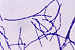 JR00451 bactérias Bacillus subtilis, coloração Gram (+)