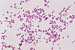 JR00453 bactérias Escherichia coli, coloração Gram (-)