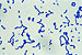JR00484 bactérias Streptococcus faecalis, coloração Gram (+), 500x