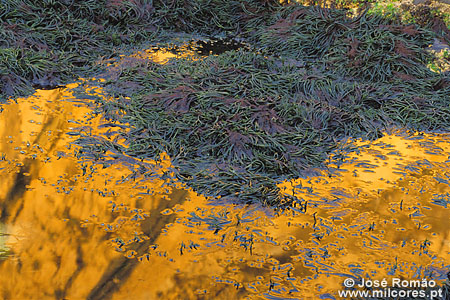 Reflexo numa poça de água na maré-baixa com algas verdes e roxas, Praia da Aroeira, Parque Natural de Sintra-Cascais