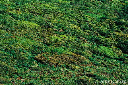 06254B Mosaico primaveril de arbustos, na encosta sobre a Praia da Grota verde Parque-Natural-Sintra-Cascais