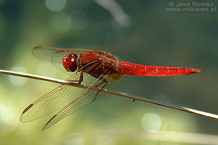 Libelinha, Rio Ardila - Parque de Natureza de Noudar