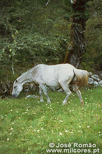 01350 garrano branco pastando prado Parque Nacional da Peneda-Gers cavalo floresta