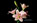 Liliácia ornamental